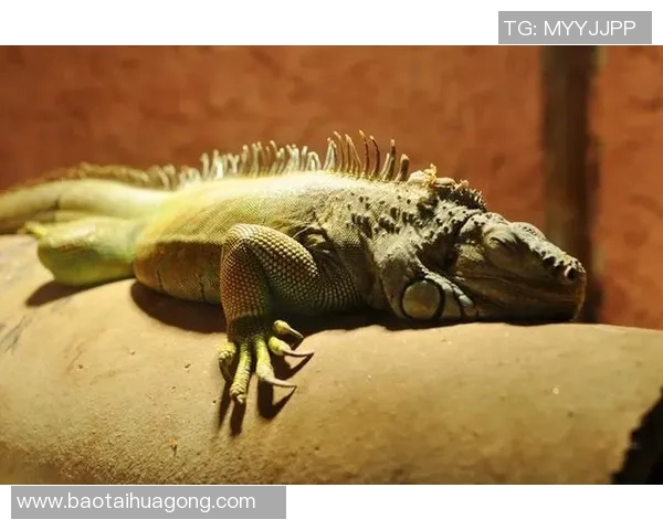 当足球巨星化身猩猩般矫健力量展现赛场非凡风采